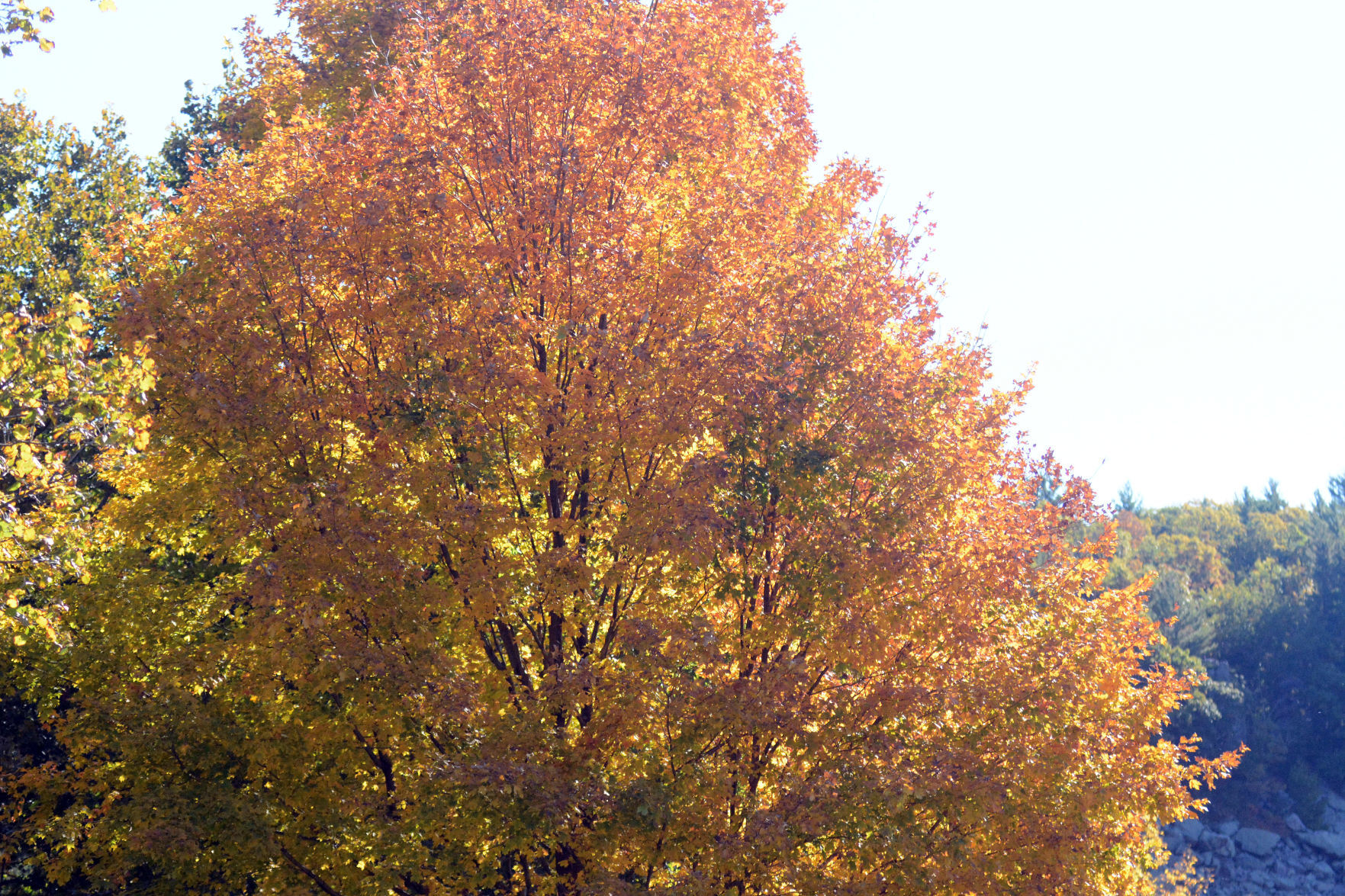 Baraboo area fall color, Oct. 8, 2020